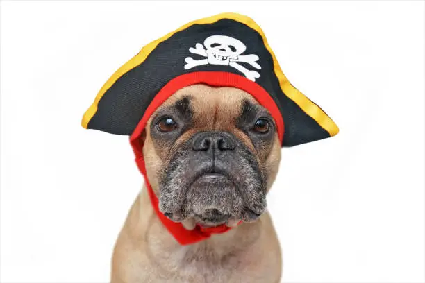 Photo of Portrait of funny fawn French Bulldog dog dressed up with pirate hat Halloween costume isolated on white background