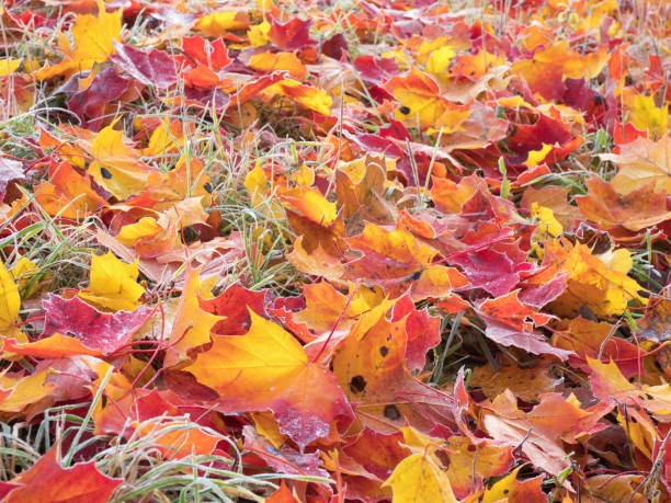A top-down view of dry autumn leaves dispersed across a vibrant layer of green moss and grass. The mix of earthy browns and fresh greens creates a natural textured pattern that highlights the seasonal transition from autumn to winter.