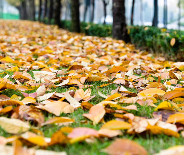 istock Autumn leaves falling on green lawn 1179558903