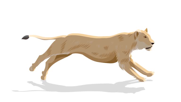Mountain Lion Running Stock Videos and Royalty-Free Footage - iStock Mountain Lion Running Stock Videos and Royalty-Free Footage - iStock