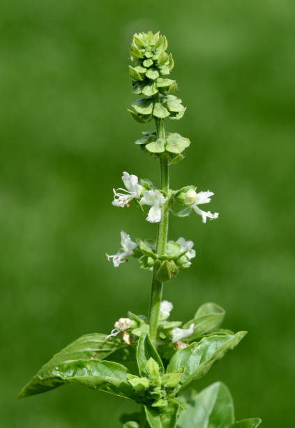 Basil, Ocimum, basilicum, is an important medicinal plant and herb with white flowers and is used in medicine.