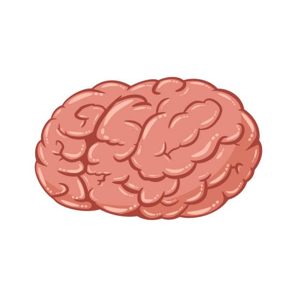 illustrations, cliparts, dessins animés et icônes de icône humaine de vecteur de cerveau d'isolement sur le fond blanc. illustration de dessin animé d'un organe interne. - brain human head people human internal organ