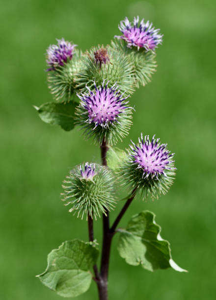 istock Big, burdock, arctium, lappa, medicinal plant 1179560333