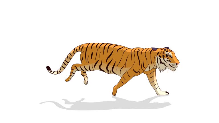 Tiger Stock Videos and Royalty-Free Footage - iStock Tiger Stock Videos and Royalty-Free Footage - iStock