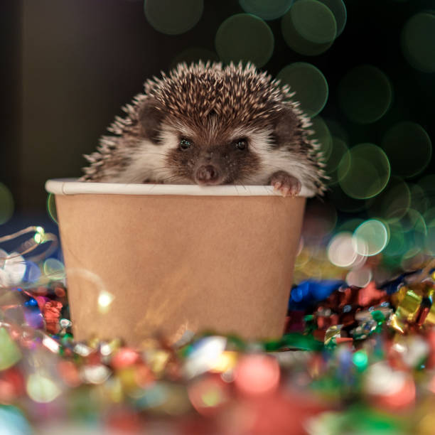 istock Christmas card with a cute little hedgehog. 1179561073