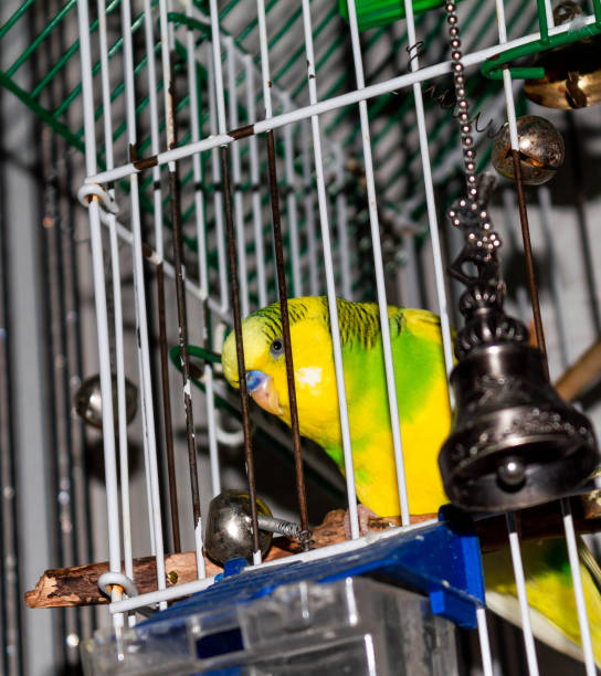 istock Yellow-green little parrot in a cage 1179561967