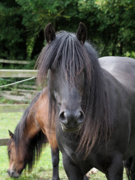 istock Rare Breed Horse 1179561986