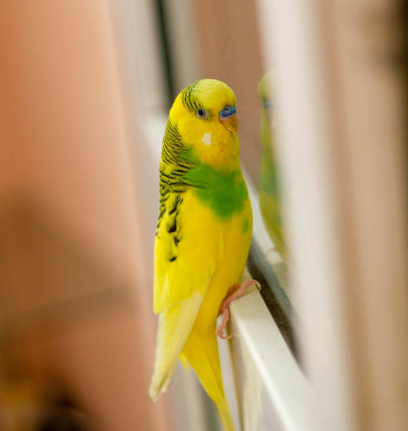 istock Yellow-green little parrot on the window 1179562011