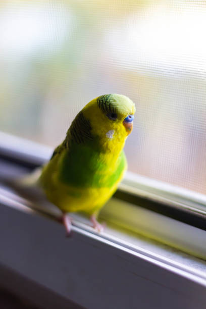 istock Yellow-green little parrot on the window 1179562044