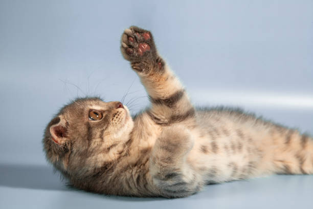 istock Scottish fold cat breed, age 3 months. Little scottish fold Cat cute ginger kitten in the fluffy pet is feeling happy and cat lovely comfortable . love to animals pet concept . 1179562707