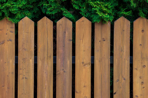 Picket The wooden picket fence is removed against green arborvitae in a garden juniperus chinensis stock pictures, royalty-free photos & images