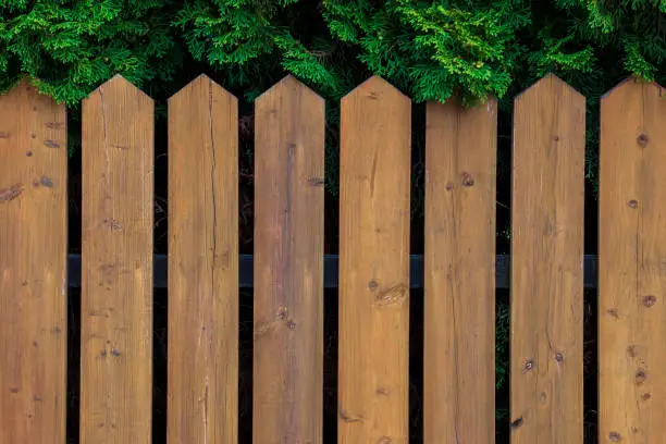 The wooden picket fence is removed against green arborvitae in a garden