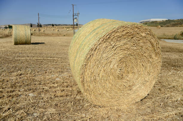 istock Bale of hay on field on sunny summer day 1179563783