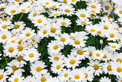 Close-up on daisies