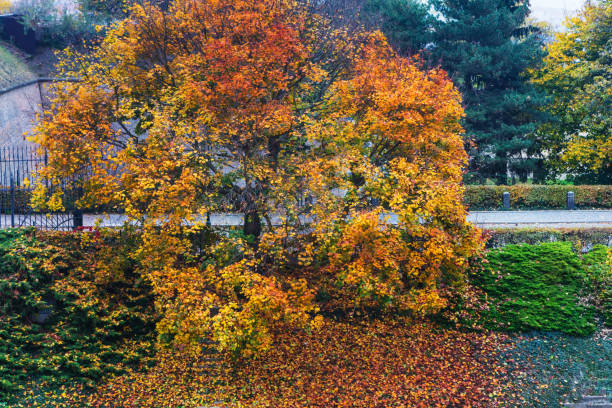beautiful autumn tree in the park