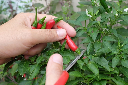 hand that is picking the red chillies on the tree in the garden
