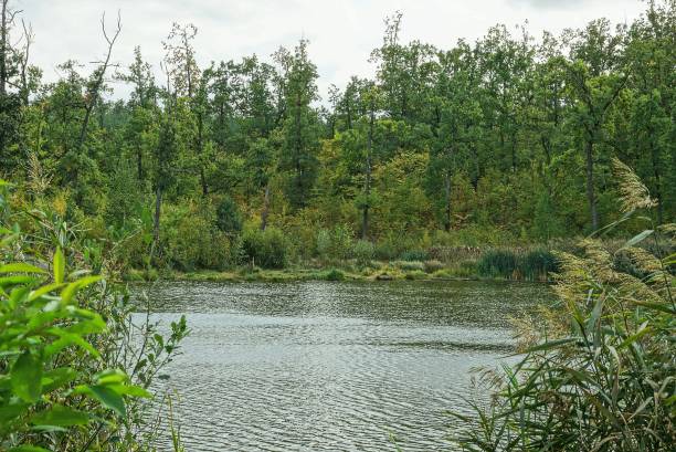 istock pond in the forest among bushes 1179565332