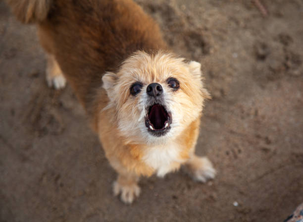 raça pequena pomeranian misturado shih tzu do cão está olhando fixamente a página e os cães que barking. - dog barking humor howling - fotografias e filmes do acervo