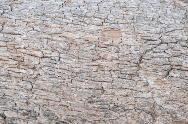 texture de soulagement de l'écorce brune d'un arbre. photo horizontale d'une texture d'écorce d'arbre. texture créative de soulagement d'une vieille écorce de chêne. - bark elm tree oak tree wood photos et images de collection