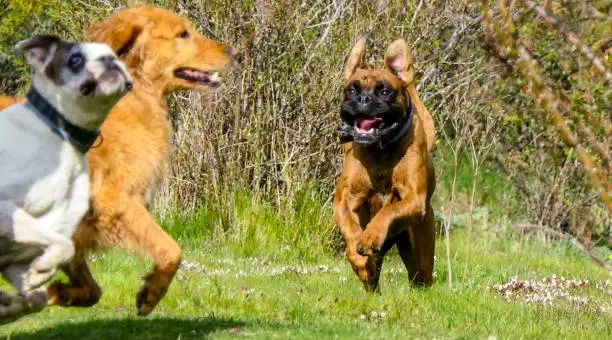 Photo of running dogs