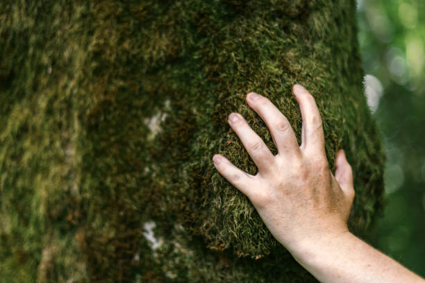 istock Hand of environmentalist touching tree trunk covered with moss 1179566551