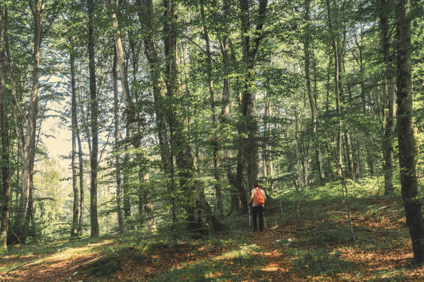 istock Female hiker is trekking on footpath in forest 1179566562