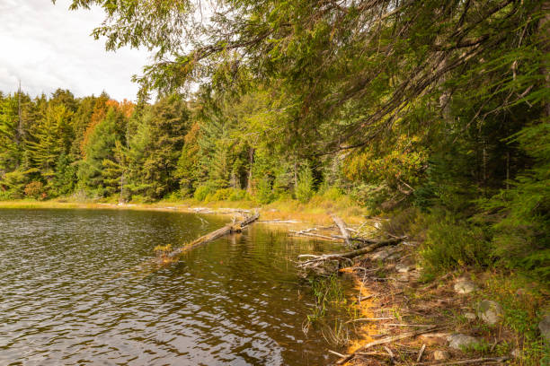 istock Fallen tree in a lake in Algonquin Park in Ontario, Canada 1179566720
