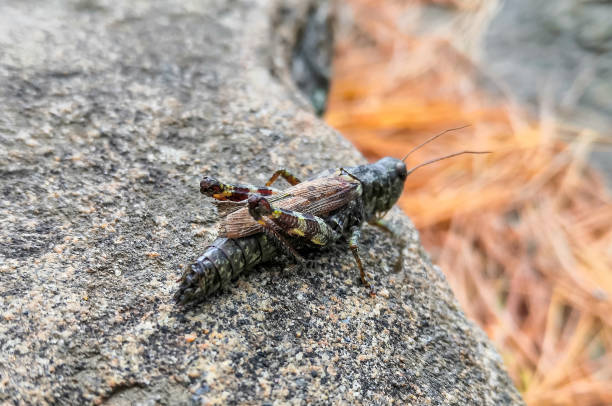 istock Grasshopper on a rock in Canada 1179566806