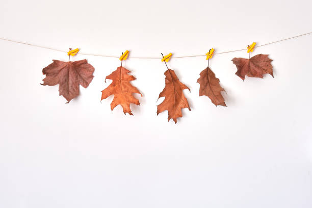 istock Autumn composition with dried red oak and maple leaves hanging from a string on light gray background. Autumn, fall concept, flat lay, top view, copy space. 1179568358