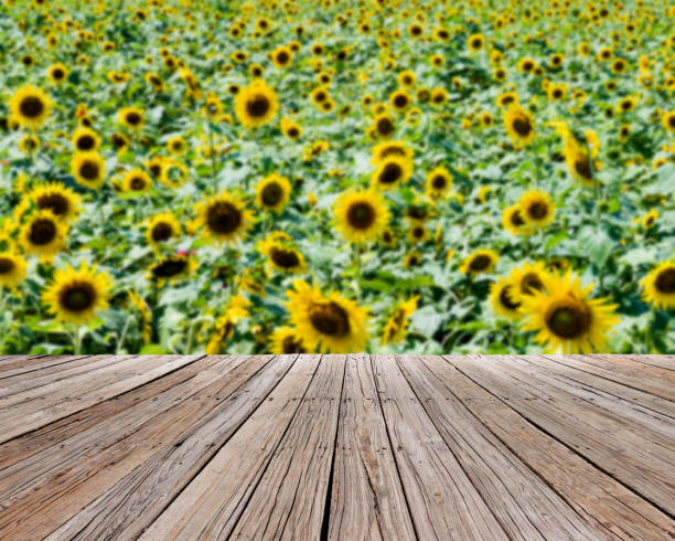 istock Beautiful sunflower field background 1179568622