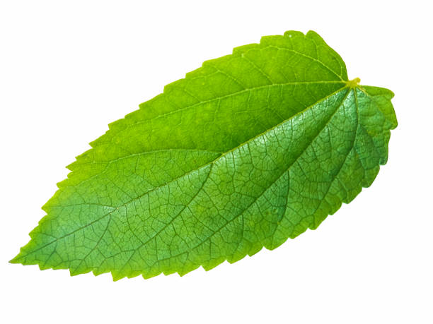 istock Beautiful green leaves 1179570063