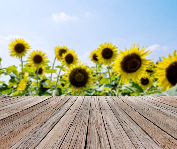 istock Beautiful sunflowers under the sky 1179570204
