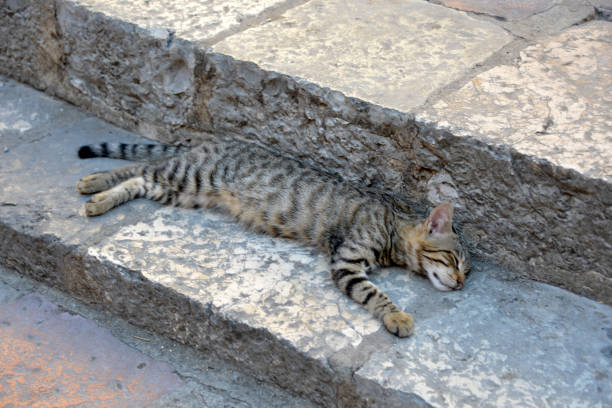 istock Small, striped kitten sleeps on the stone steps 1179570323