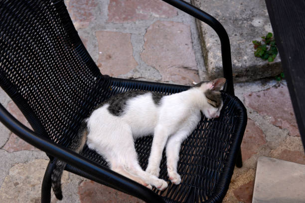 istock Kitten sleeps on the chair in the restaurant 1179570338