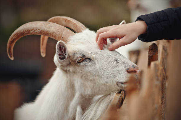 istock Portrait of a white goat 1179570447