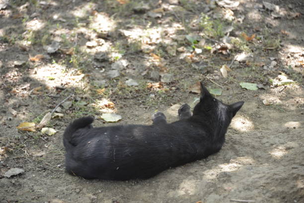 Cat's life in the garden
