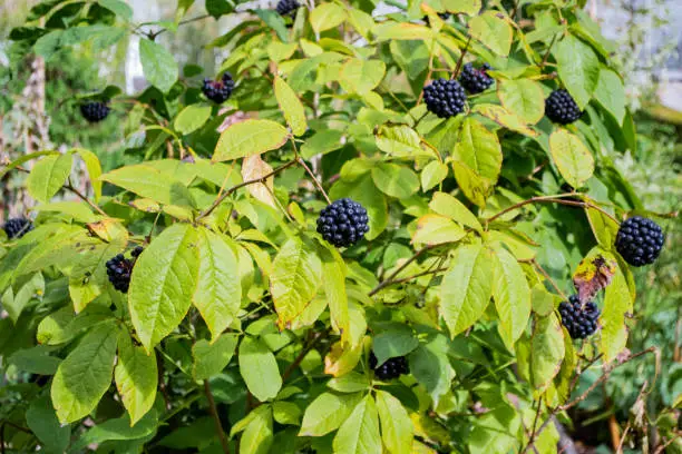 Green Bush eleuterococcus with berries close-up. Folk medicine, medicinal plant