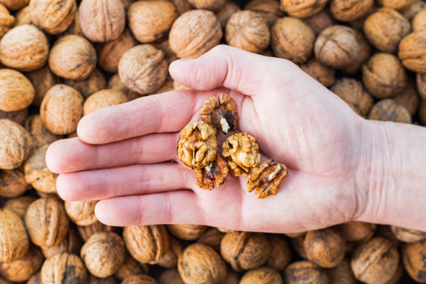 istock Walnuts in man hand, Hunan hands holding kernels of walnuts 1179571540