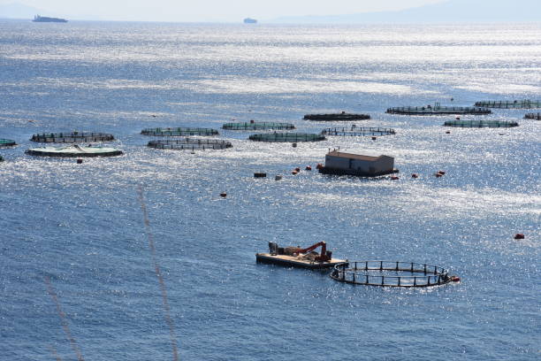 istock fish farming at sea at Anavyssos 1179573183