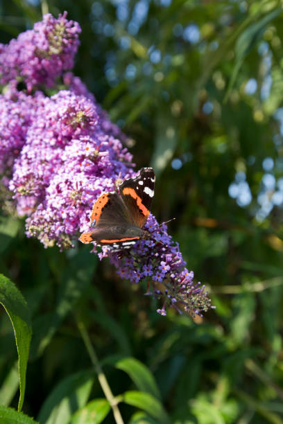 istock Red Admiral butterfly Vanessa atalanta 1179573412