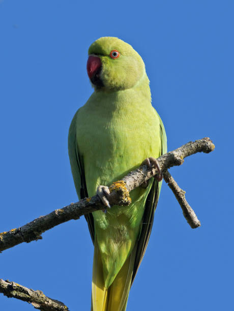 istock Rose-ringed parakeet in Rome city park 1179573715