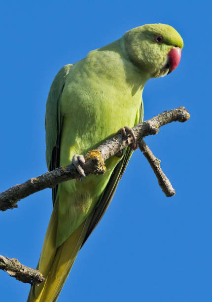 istock Rose-ringed parakeet in Rome city park 1179573724