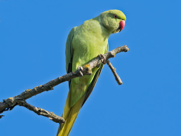 istock Rose-ringed parakeet in Rome city park 1179573757