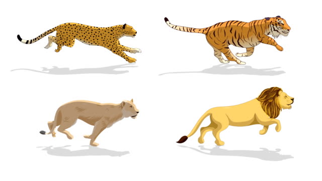 Wild Animals Running Animation