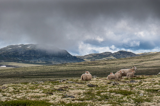 A mountain range in Rondane national park in Norway. Sheep in the foreground. Lots of icelandic moss. Photo was made along Tjonnbakkvegen, towards the mountain hut Rondvassbu (Mysuseter)