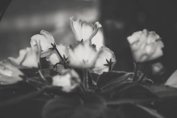 istock Flower in black and white, artistic photo 1179575302