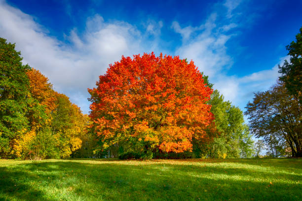 Autumn or fall landscape with colorful foliage on the woodland trees viewed across a lush green field under a sunny blue sky with white cloud