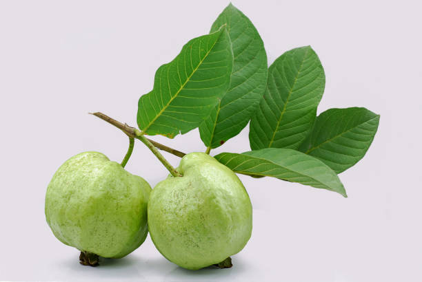 frische guava-frucht isoliert auf weißem hintergrund - guave stock-fotos und bilder