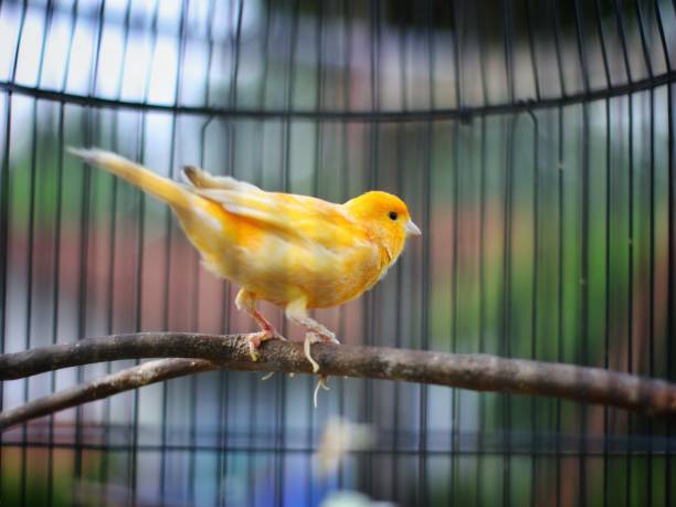 istock Beautiful yellow canary bird 1179577198