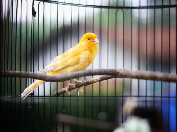 istock Beautiful yellow canary bird 1179577217